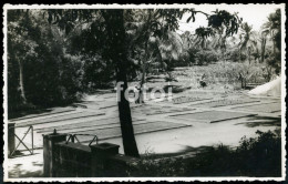 REAL PHOTO POSTCARD SIZE PLANTAÇAO CABO CAPE VERDE AFRICA AFRIQUE POSTAL CARTE POSTALE - Capo Verde