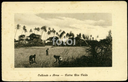 RICE FIELDS POSTCARD MOÇAMBIQUE MOZAMBIQUE AFRICA AFRIQUE CARTE POSTALE - Mozambique