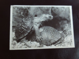 BELLE CARTE "DEUX TORTUES".... - Schildkröten