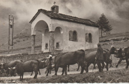 RARE. Cpsm 9x14. SUISSE. La Désalpe à FERRET . Le Passage Devant La Petite Chapelle (Troupeau De Vaches) Phot. E. GYDER - Autres & Non Classés