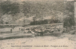 Nouvelle Calédonie - Conduite Du Bétail - Traversée De La Rivière - Coll. Barrau - Boeuf - Carte Postale Ancienne - Nuova Caledonia