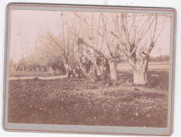 P-23-BIE-5055 : ARBRES REMARQUABLES. TROGNES. PHOTO CONTRE-COLLEE SUR CARTON FORT. VERS 1900 - Arbres