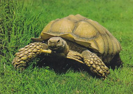 AK 174289 TURTLE / SCHILDKRÖTE - Turtles