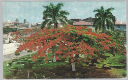(PAN)  CP Panama, Plaza De Francia With Its Beautiful Acacias Trees.   Unused - Panama