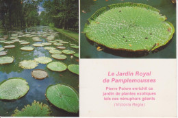 ILE MAURICE - MAURITIUS - LE JARDIN ROYAL DE PAMPLEMOUSSES - NENUHARS GEANTS PAR PIERRE POIVRE - Maurice