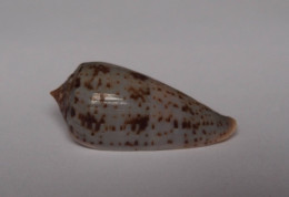 Conus Cinereus - Seashells & Snail-shells