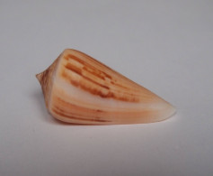 Conus Virgatus - Seashells & Snail-shells