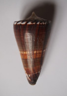 Conus Generalis - Seashells & Snail-shells