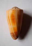 Conus Planorbis - Schelpen