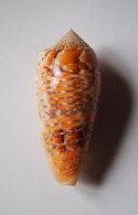 Conus Dusaveli - Schelpen