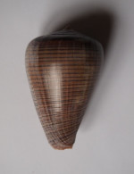 Conus Figulinus - Schelpen