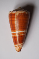 Conus Maldivus - Seashells & Snail-shells