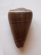 Conus Loroisii - Seashells & Snail-shells