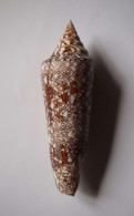 Conus Bengalensis - Seashells & Snail-shells