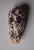 Conus Striatus - Seashells & Snail-shells