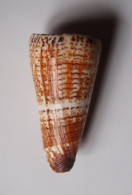 Conus Thalassiarchus - Coquillages