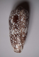 Conus Omaria - Coquillages