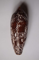 Conus Aulicus - Muscheln & Schnecken