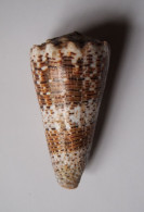 Conus Imperialis - Seashells & Snail-shells