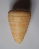 Conus Quercinus - Seashells & Snail-shells