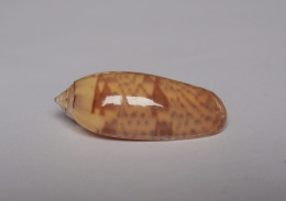Oliva Hirasei - Seashells & Snail-shells