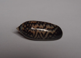 Oliva Oliva - Seashells & Snail-shells