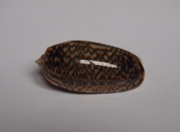 Oliva Elegans - Seashells & Snail-shells
