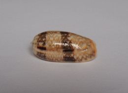 Oliva Reticulata Evania - Conchiglie