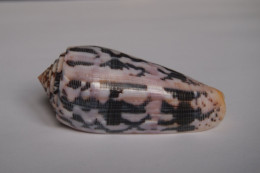 Conus Striatus Roseoccidentalis - Seashells & Snail-shells