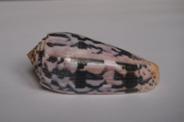 Conus Striatus Roseoccidentalis - Coquillages