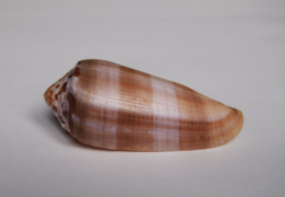 Conus Circumcisus Brazieri - Schelpen