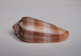 Conus Circumcisus Brazieri - Coquillages