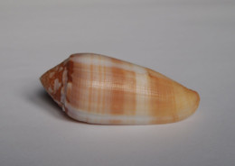 Conus Circumcisus Brazieri - Seashells & Snail-shells
