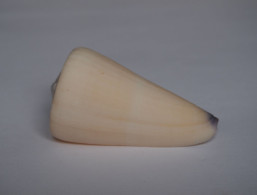 Conus Virgo - Seashells & Snail-shells