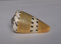 Conus Mustelinus - Seashells & Snail-shells