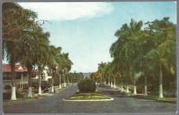 (PAN) CP FF-235-beautiful Palm-lined Avenida Federico Boyd In Bella Vista, Panama City.unused. - Panama