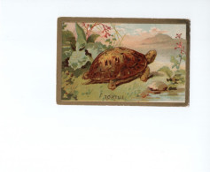 Chromo TORTUE TURTLE Tortoise Didactique 105 X 70 Mm  TB 2 Scans - Guérin-Boutron