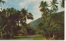 La Route Vers Tautira Tahiti Paysage  Grand Palmiers Montagnes Landscape 2 Sc - Tahiti