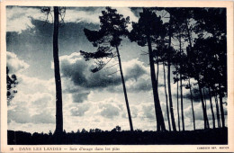 28-10-2023 (5 U 33) France - B/w - Landes & Gacogne - Trees & Lake (3 Postcards) - Arbres