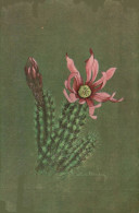 MONACO FLEUR DE CACTUS  ILLUSTRATION CLERISSI - Jardin Exotique