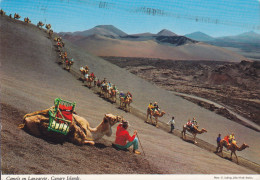 Spain PPC Camels On Lanzarote, Canary Islands LAS PALMAS 1977 Denmark Miguel Servet Stamp (2 Scans) - Lanzarote