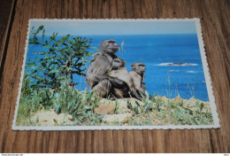 A7626     BABOONS - Afrique Du Sud