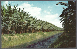 (PAN)  CP FF-325-The Banana Plantations,Puerto Armuelles Prov.de Chiriqui Rep.de Panama. Unused - Panama