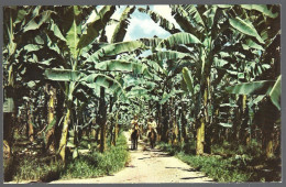 (PAN)  CP FF-324- The Banana Plantations+horsemans,Puerto Armuelles Prov.de Chiriqui Rep.de Panama.unused - Panama