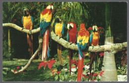 (PAN)  CP FF-5-002- Macaws And Poinsettias, Perroquets. Rep.de Panama. Unused - Panama