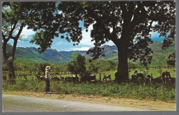 (PAN) CP FF-679- A Picturesque Countryside In The Interior Of The Republic Of Panama - Panama