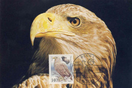 821  Pygargue à Queue Blanche: C. Maximum D'Allemagne, 1991 -  White-tailed Eagle Maximum Card. Bird Of Prey Rapace - Aigles & Rapaces Diurnes