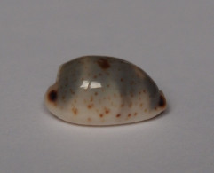 Cypraea Hirundo Neglecta - Seashells & Snail-shells