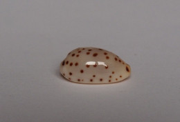 Cypraea Punctata - Coquillages