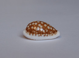 Cypraea Cribraria - Conchiglie